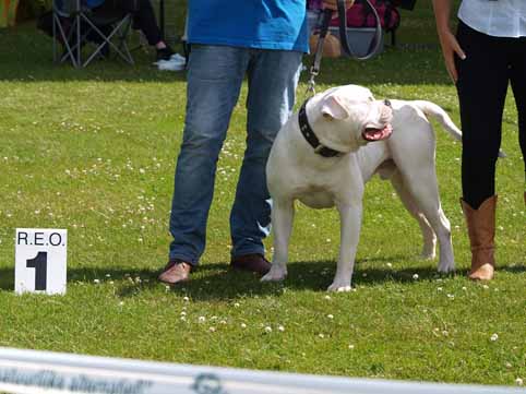 Zomershow 15 juni 2013 